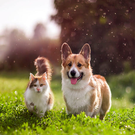PETS